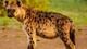 hyena