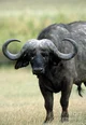 cape buffalo