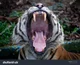 Tiger_vore