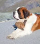 Saint Bernard dog 