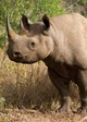 Rhinoceros 