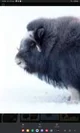 Muskox