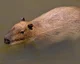 Capybara 
