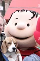 Mascot Linus Van pel