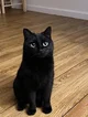 random black cat