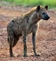 Hyena