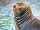 Sea lion 
