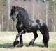 Friesian horse