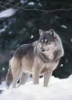Therian wolf