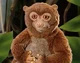 Lulu the Potto