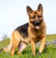 Pet German Shepherd