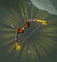 Swallow Bow