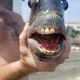 teeth fish