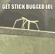 Get stick bugged lol