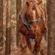 Chestnut Draft Horse