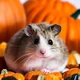 Pumpkin hamster