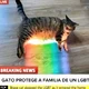 El gato heroe