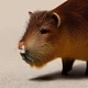 Capybara