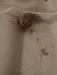jerry the baby snail