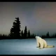 29-9-2023 polar bear