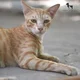 Street cat