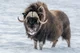 Musk ox