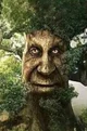 Wisdom Tree