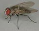 housefly 1