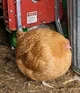 ball chicken