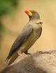 Oxpecker