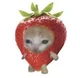 Strawberry cat