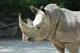 White Rhinoceros 
