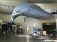 Edie the Blue Whale