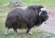 Musk ox
