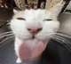 AI-Generated Cats