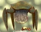 Gonarch Headcrab
