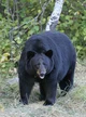Black Bear