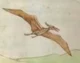 pteranodon