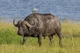 African buffalo