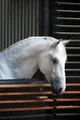 Lipizzaner horse