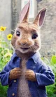 Peter rabbit sr