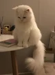 Persian cat 