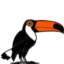 Toucan