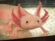 A cute axolotl