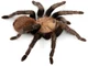 Tarantula 