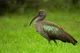Hadada ibis