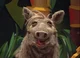 Bernice the warthog