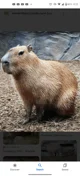 Capybara 