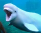 Beluga