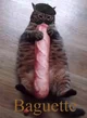 Baguette cat